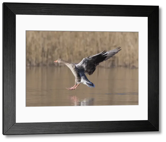 Framed Print : Picture No. 12009567 Framed Print : Picture No. 12009567