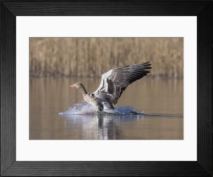 Framed Print : Picture No. 12009568 Framed Print : Picture No. 12009568