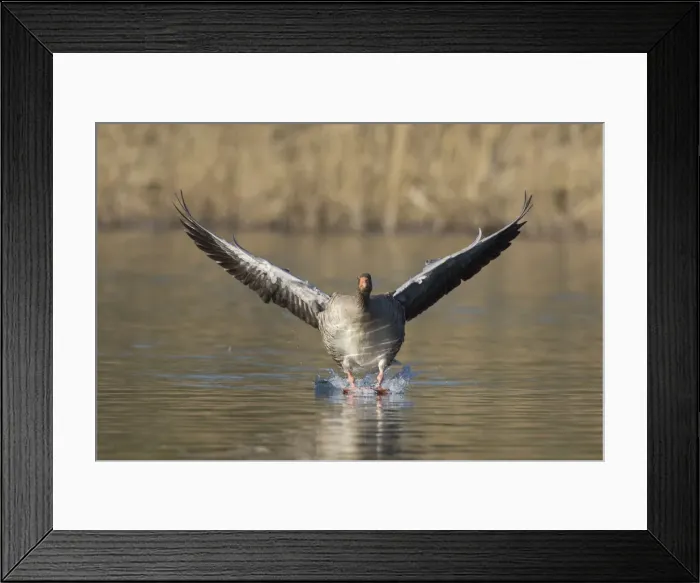 Framed Print : Picture No. 12009569 Framed Print : Picture No. 12009569