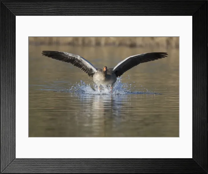 Framed Print : Picture No. 12009570 Framed Print : Picture No. 12009570
