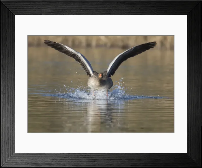 Framed Print : Picture No. 12009571 Framed Print : Picture No. 12009571