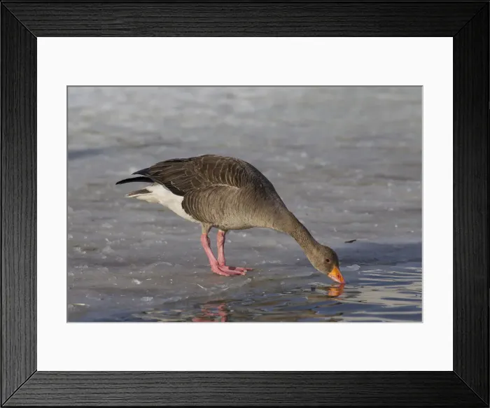 Framed Print : Picture No. 12009572 Framed Print : Picture No. 12009572