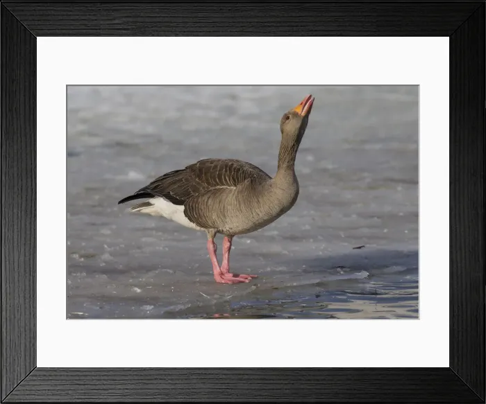 Framed Print : Picture No. 12009573 Framed Print : Picture No. 12009573