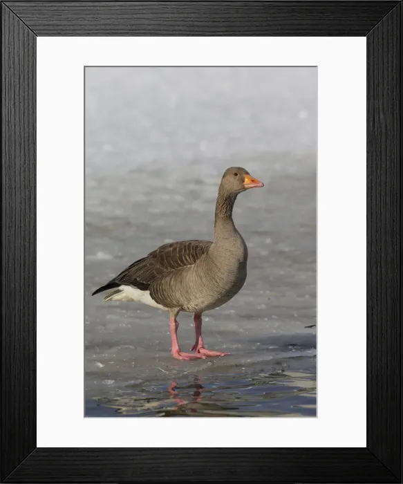 Framed Print : Picture No. 12009574 Framed Print : Picture No. 12009574