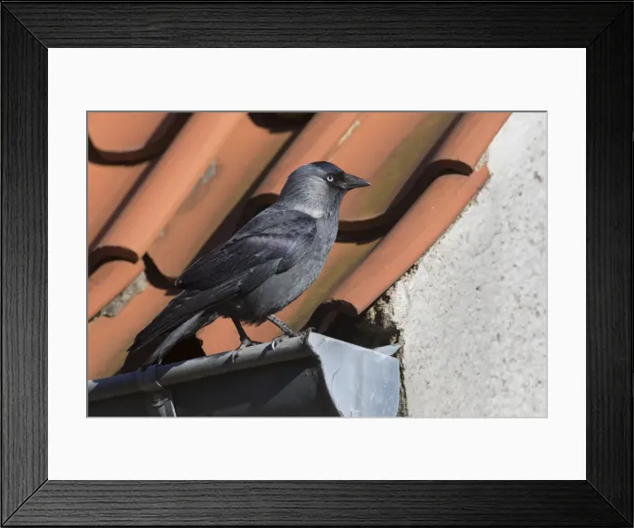 Framed Print : Picture No. 12009578 Framed Print : Picture No. 12009578