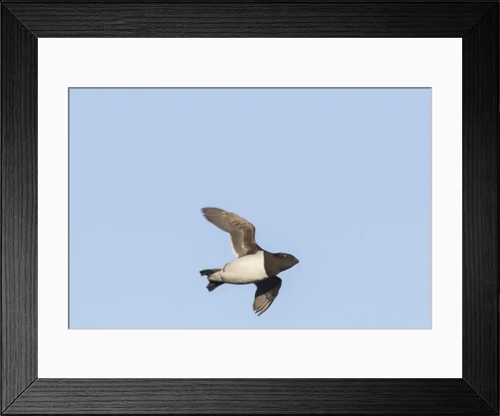 Framed Print : Picture No. 12009579 Framed Print : Picture No. 12009579