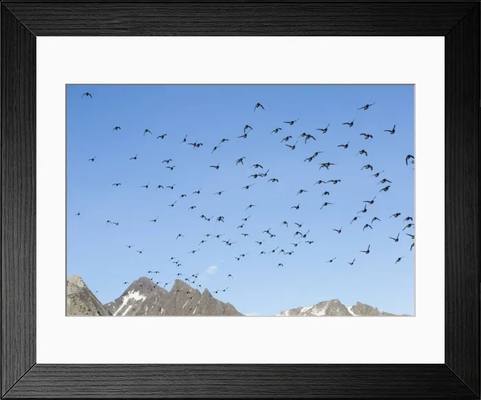 Framed Print : Picture No. 12009580 Framed Print : Picture No. 12009580