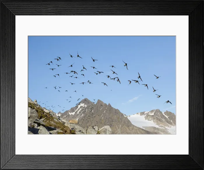 Framed Print : Picture No. 12009581 Framed Print : Picture No. 12009581