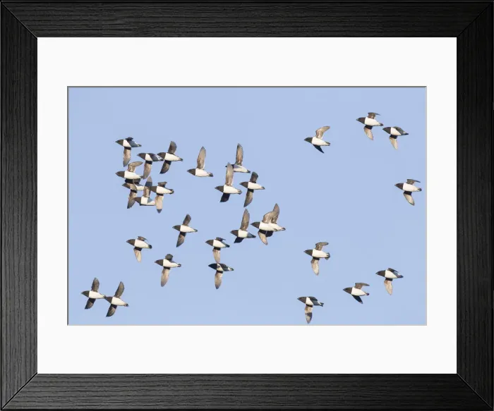 Framed Print : Picture No. 12009582