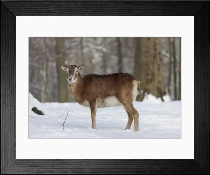 Framed Print : Picture No. 12009585 Framed Print : Picture No. 12009585