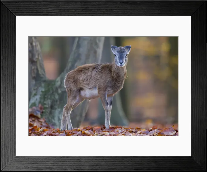 Framed Print : Picture No. 12009586 Framed Print : Picture No. 12009586