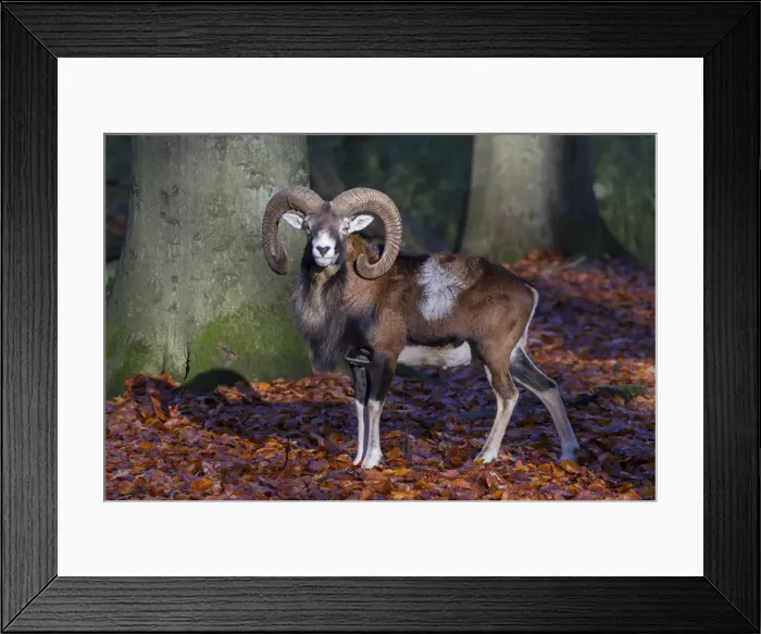 Framed Print : Picture No. 12009587 Framed Print : Picture No. 12009587