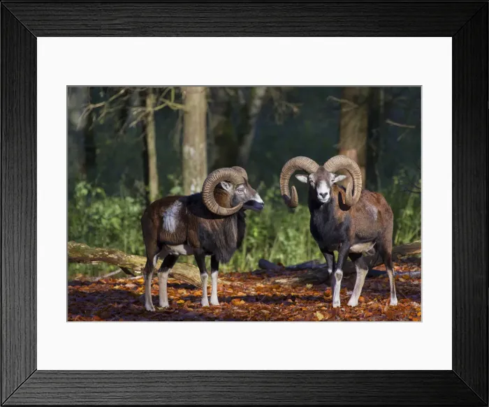 Framed Print : Picture No. 12009588 Framed Print : Picture No. 12009588