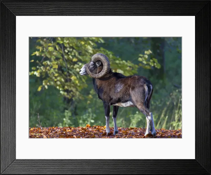 Framed Print : Picture No. 12009589 Framed Print : Picture No. 12009589