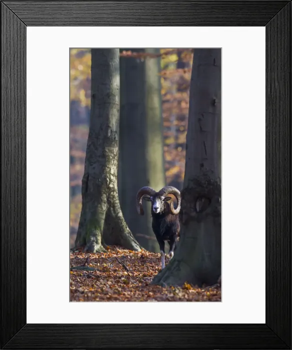 Framed Print : Picture No. 12009590 Framed Print : Picture No. 12009590