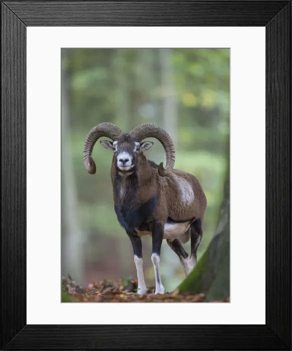 Framed Print : Picture No. 12009591 Framed Print : Picture No. 12009591