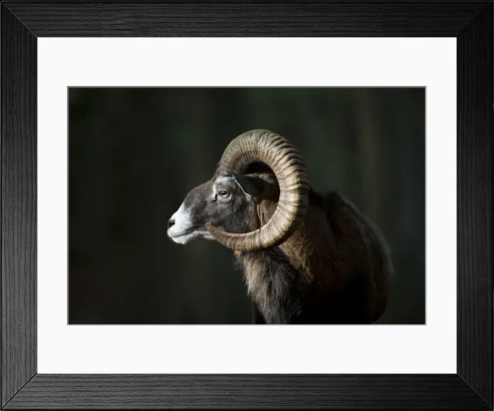 Framed Print : Picture No. 12009592 Framed Print : Picture No. 12009592