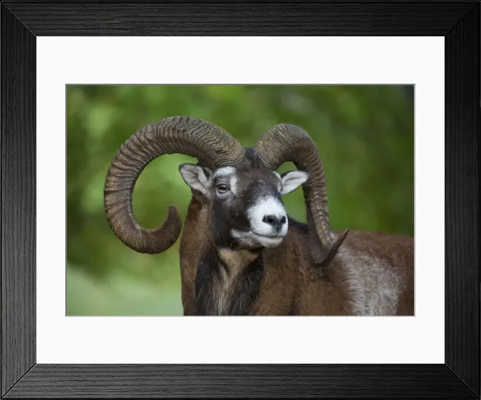 Framed Print : Picture No. 12009593 Framed Print : Picture No. 12009593
