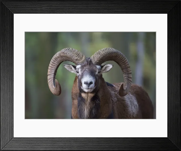 Framed Print : Picture No. 12009594 Framed Print : Picture No. 12009594