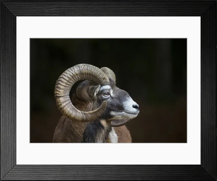 Framed Print : Picture No. 12009595 Framed Print : Picture No. 12009595