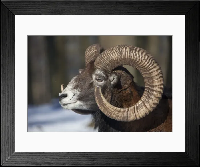 Framed Print : Picture No. 12009596 Framed Print : Picture No. 12009596