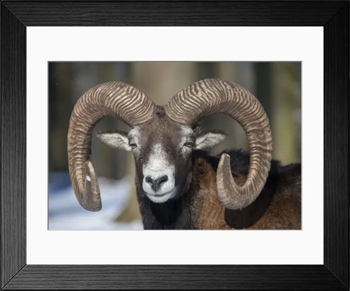 Framed Print : Picture No. 12009597 Framed Print : Picture No. 12009597