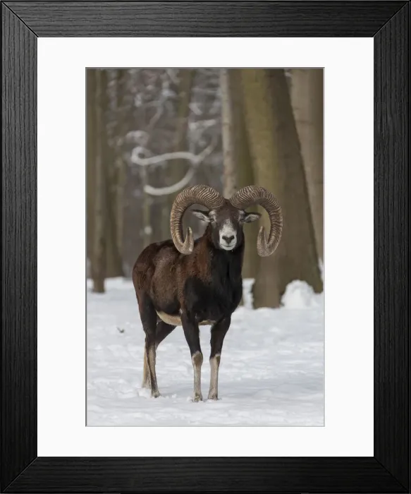 Framed Print : Picture No. 12009598 Framed Print : Picture No. 12009598