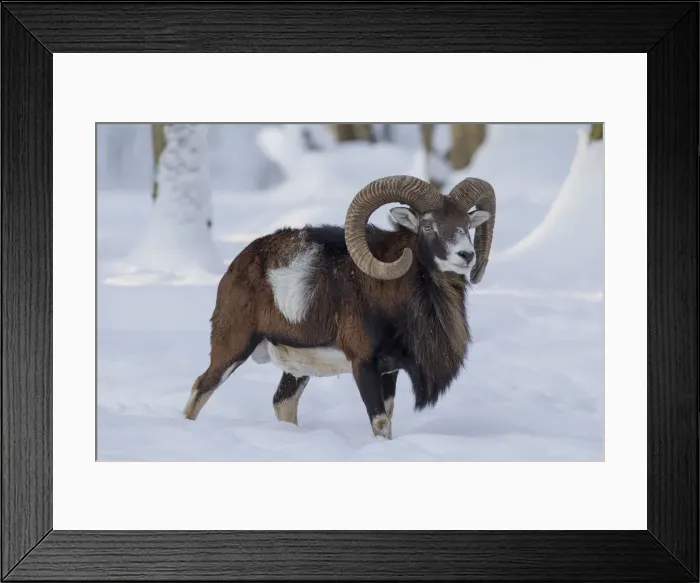 Framed Print : Picture No. 12009599 Framed Print : Picture No. 12009599