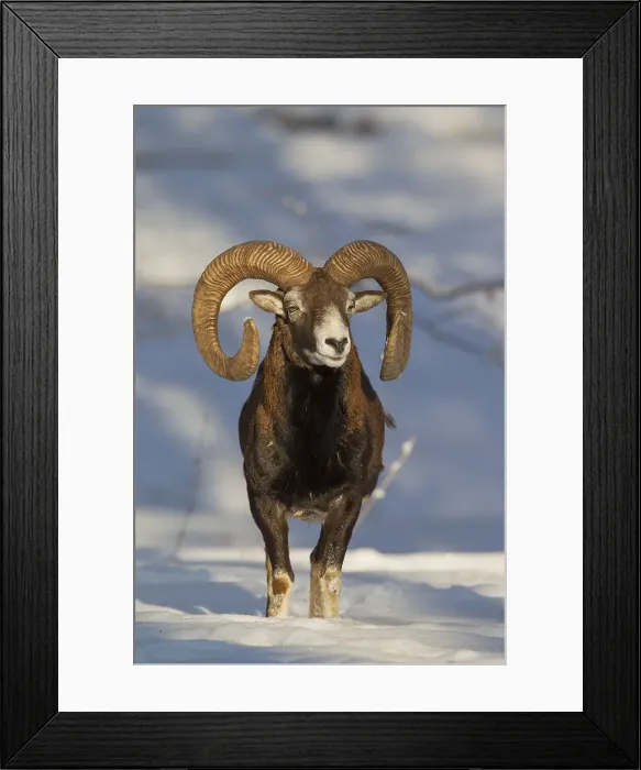 Framed Print : Picture No. 12009600 Framed Print : Picture No. 12009600