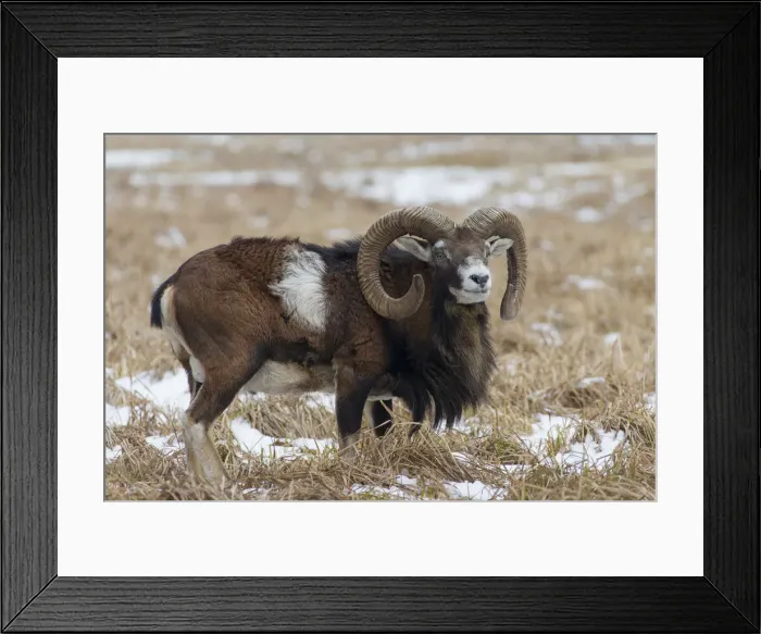 Framed Print : Picture No. 12009601 Framed Print : Picture No. 12009601