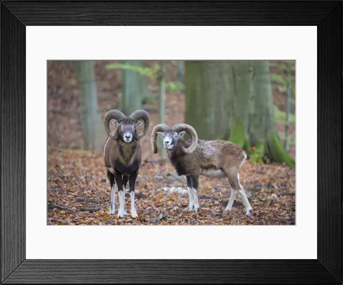Framed Print : Picture No. 12009602 Framed Print : Picture No. 12009602