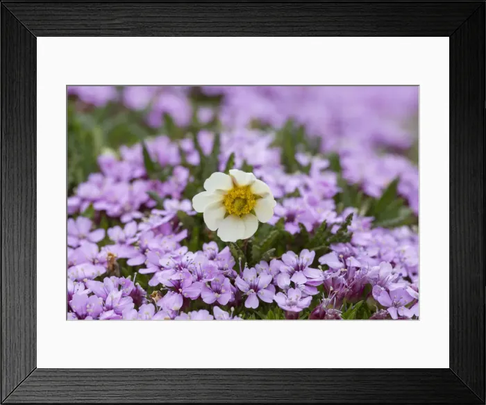Framed Print : Picture No. 12009603