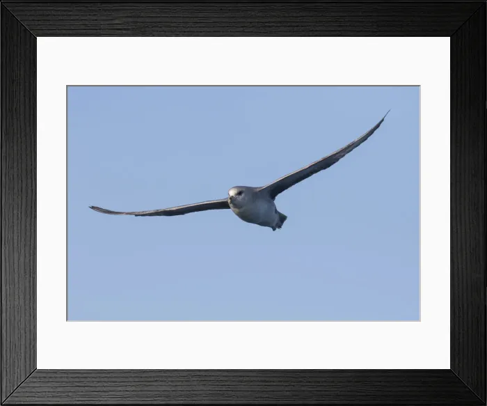 Framed Print : Picture No. 12009604 Framed Print : Picture No. 12009604