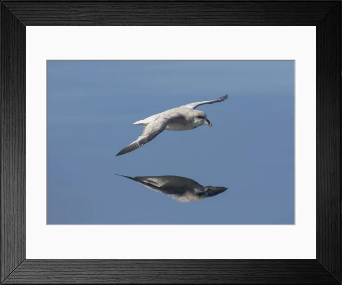 Framed Print : Picture No. 12009606 Framed Print : Picture No. 12009606