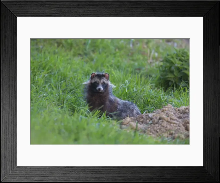 Framed Print : Picture No. 12009610 Framed Print : Picture No. 12009610