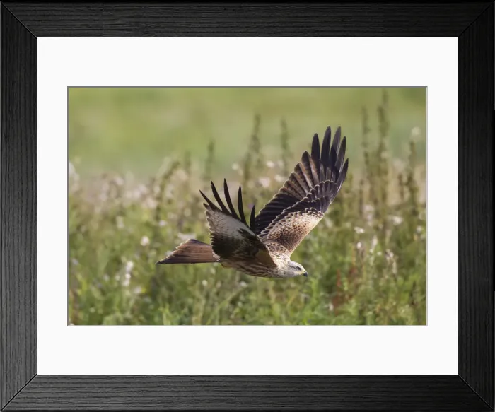 Framed Print : Picture No. 12009611 Framed Print : Picture No. 12009611