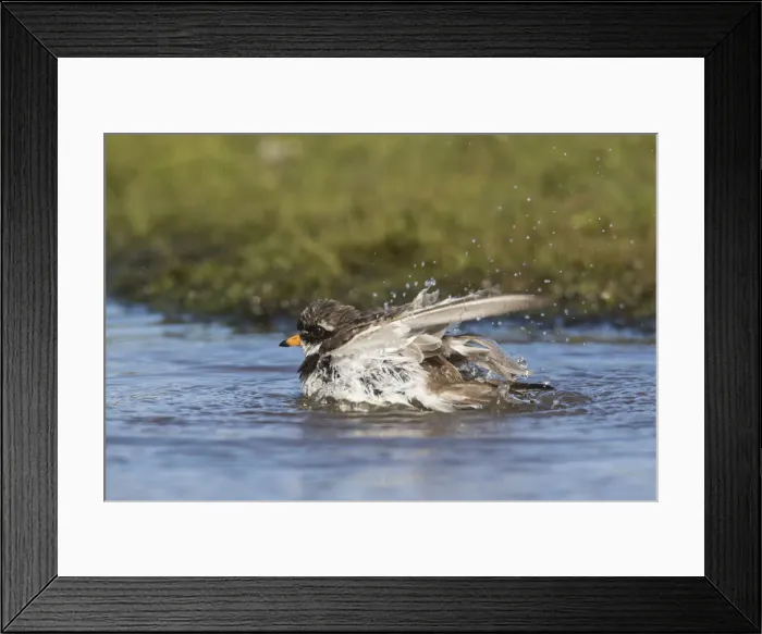 Framed Print : Picture No. 12009612 Framed Print : Picture No. 12009612