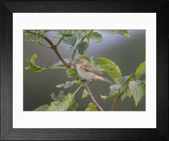 Framed Print : Picture No. 12009613 Framed Print : Picture No. 12009613