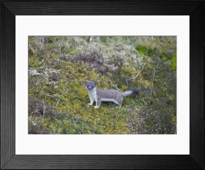 Framed Print : Picture No. 12009614 Framed Print : Picture No. 12009614