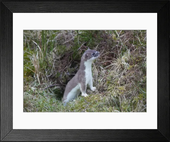 Framed Print : Picture No. 12009615 Framed Print : Picture No. 12009615