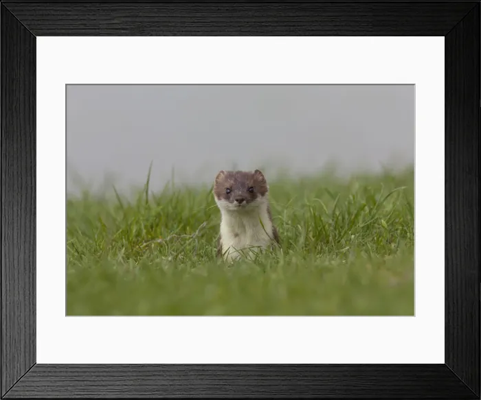 Framed Print : Picture No. 12009617 Framed Print : Picture No. 12009617