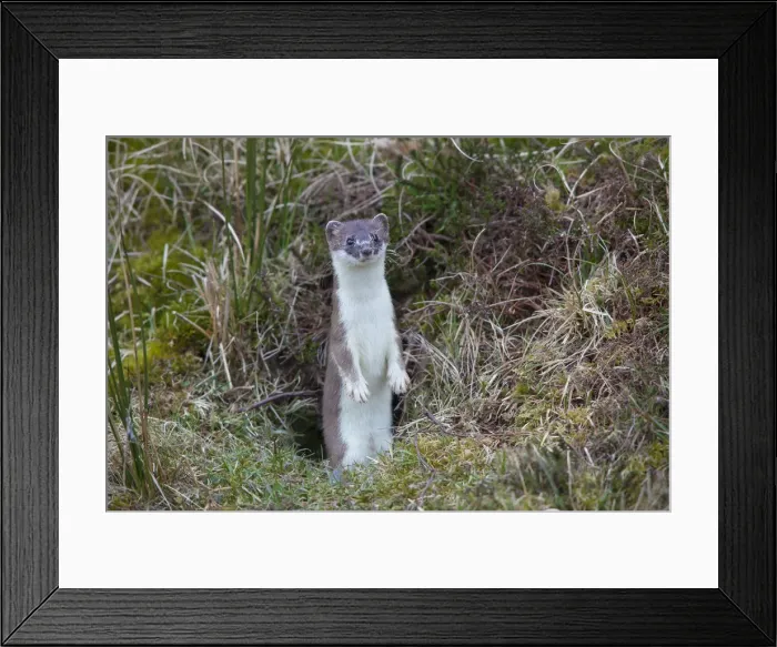 Framed Print : Picture No. 12009616 Framed Print : Picture No. 12009616