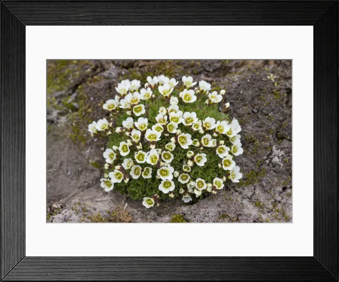 Framed Print : Picture No. 12009619 Framed Print : Picture No. 12009619