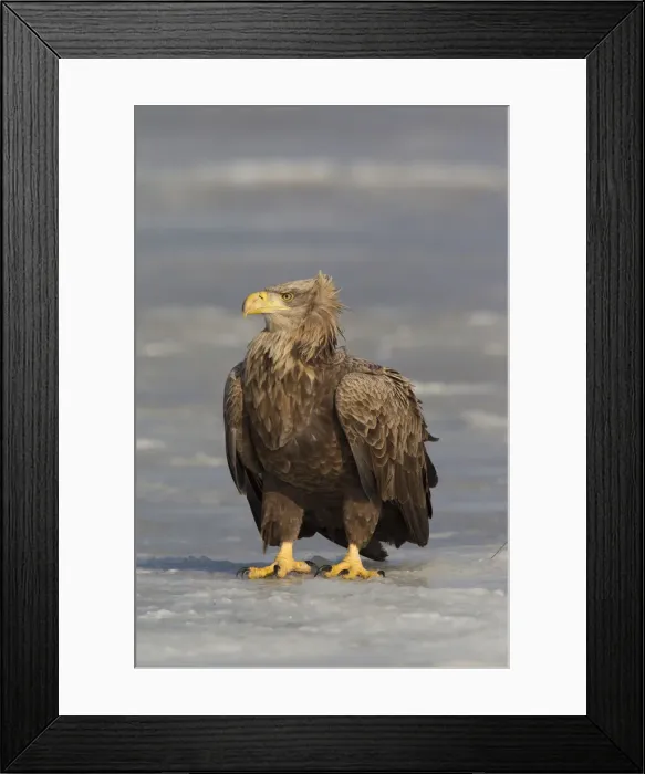 Framed Print : Picture No. 12009624 Framed Print : Picture No. 12009624