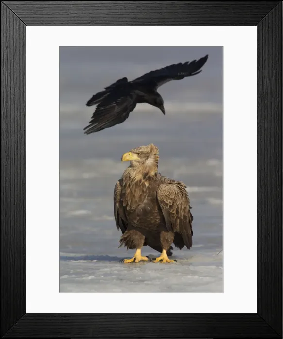 Framed Print : Picture No. 12009625 Framed Print : Picture No. 12009625