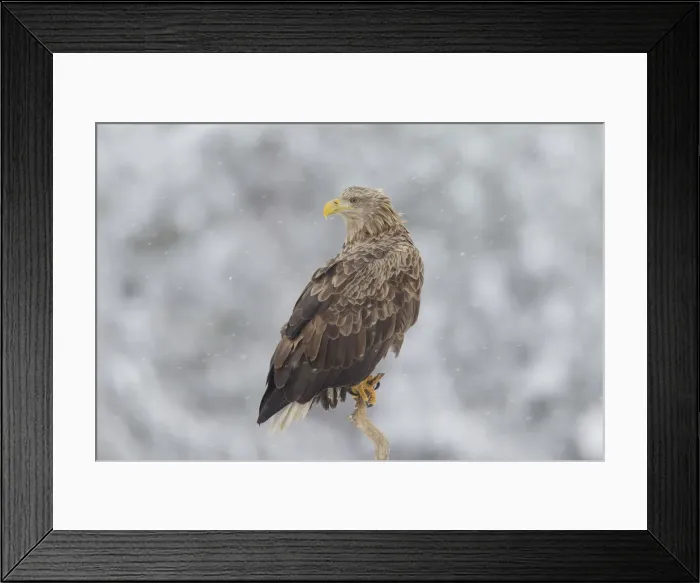 Framed Print : Picture No. 12009626 Framed Print : Picture No. 12009626