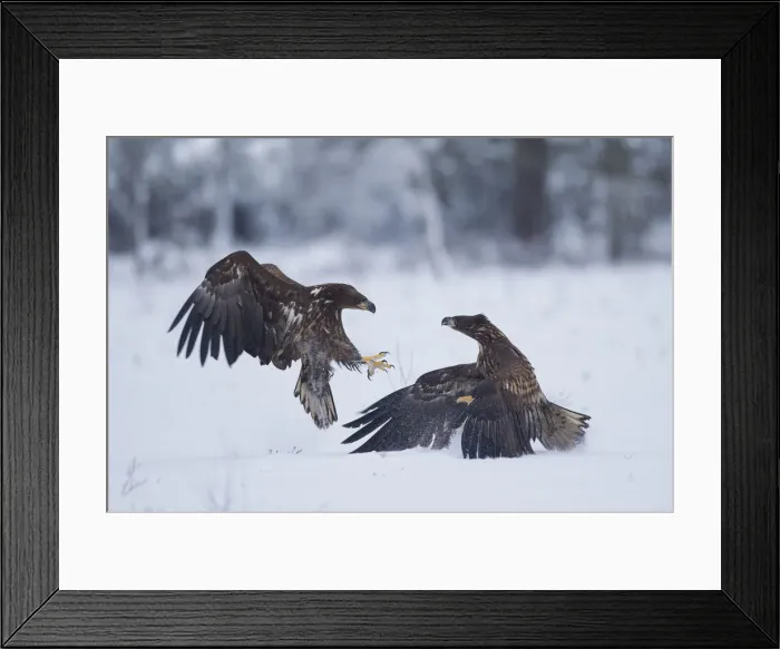 Framed Print : Picture No. 12009627
