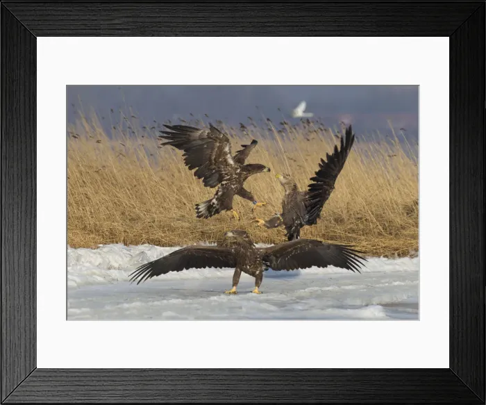Framed Print : Picture No. 12009628 Framed Print : Picture No. 12009628
