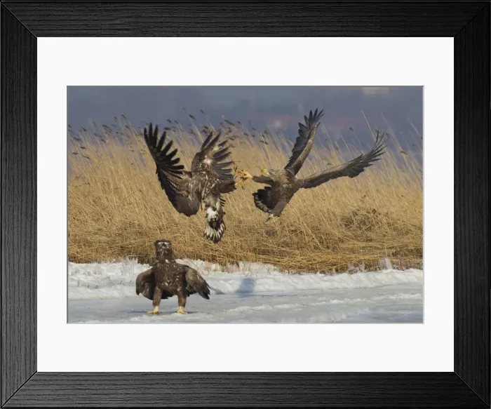 Framed Print : Picture No. 12009629 Framed Print : Picture No. 12009629