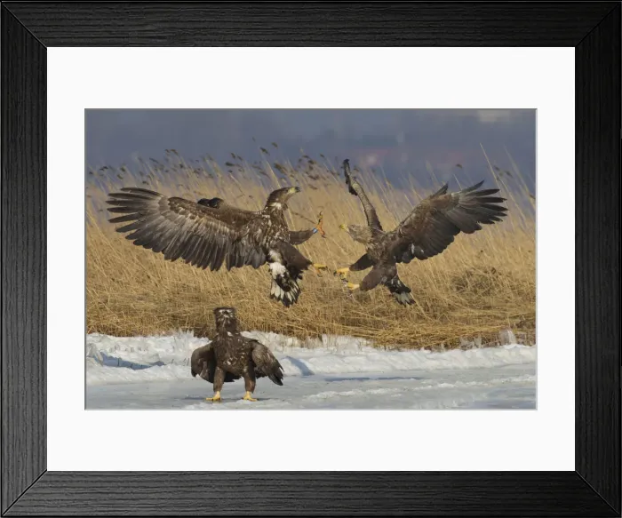 Framed Print : Picture No. 12009630 Framed Print : Picture No. 12009630